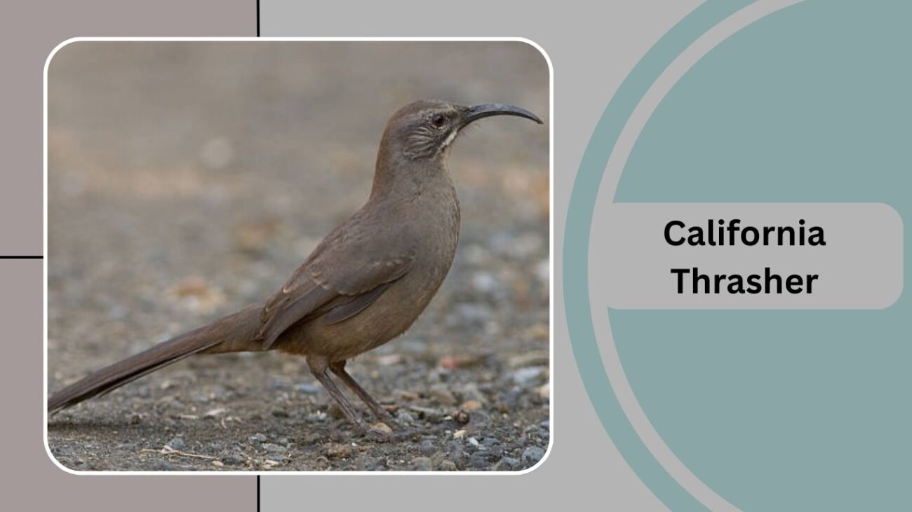 California Thrasher