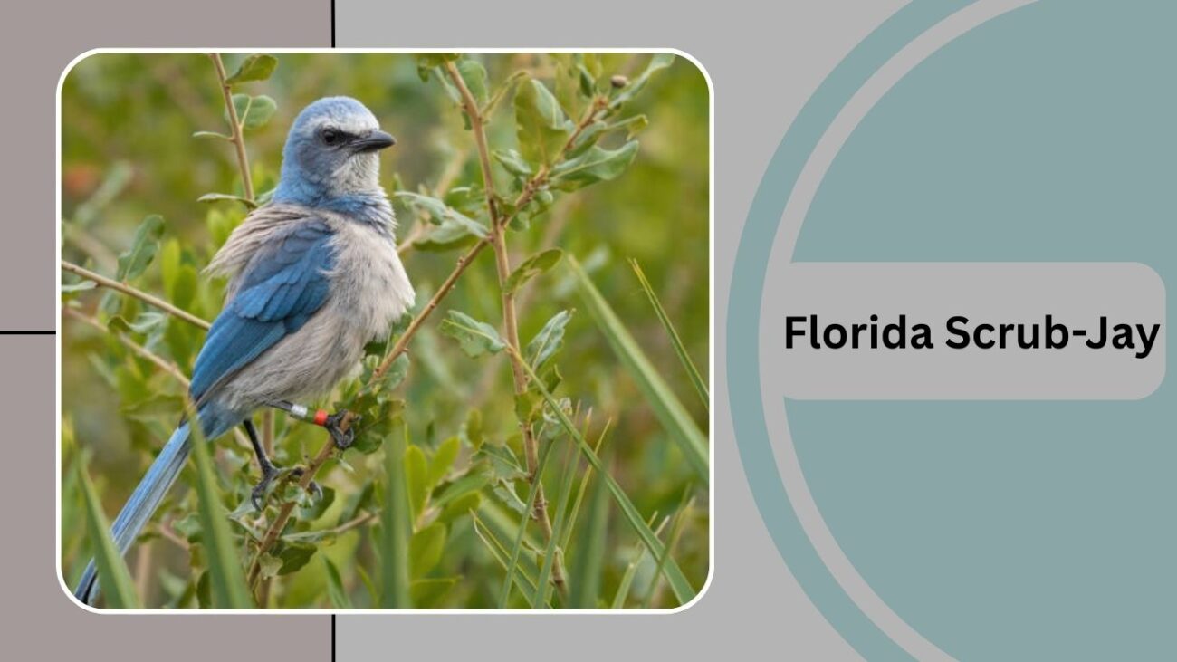 Florida Scrub-Jay