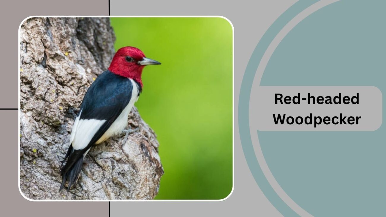 Red-headed Woodpecker