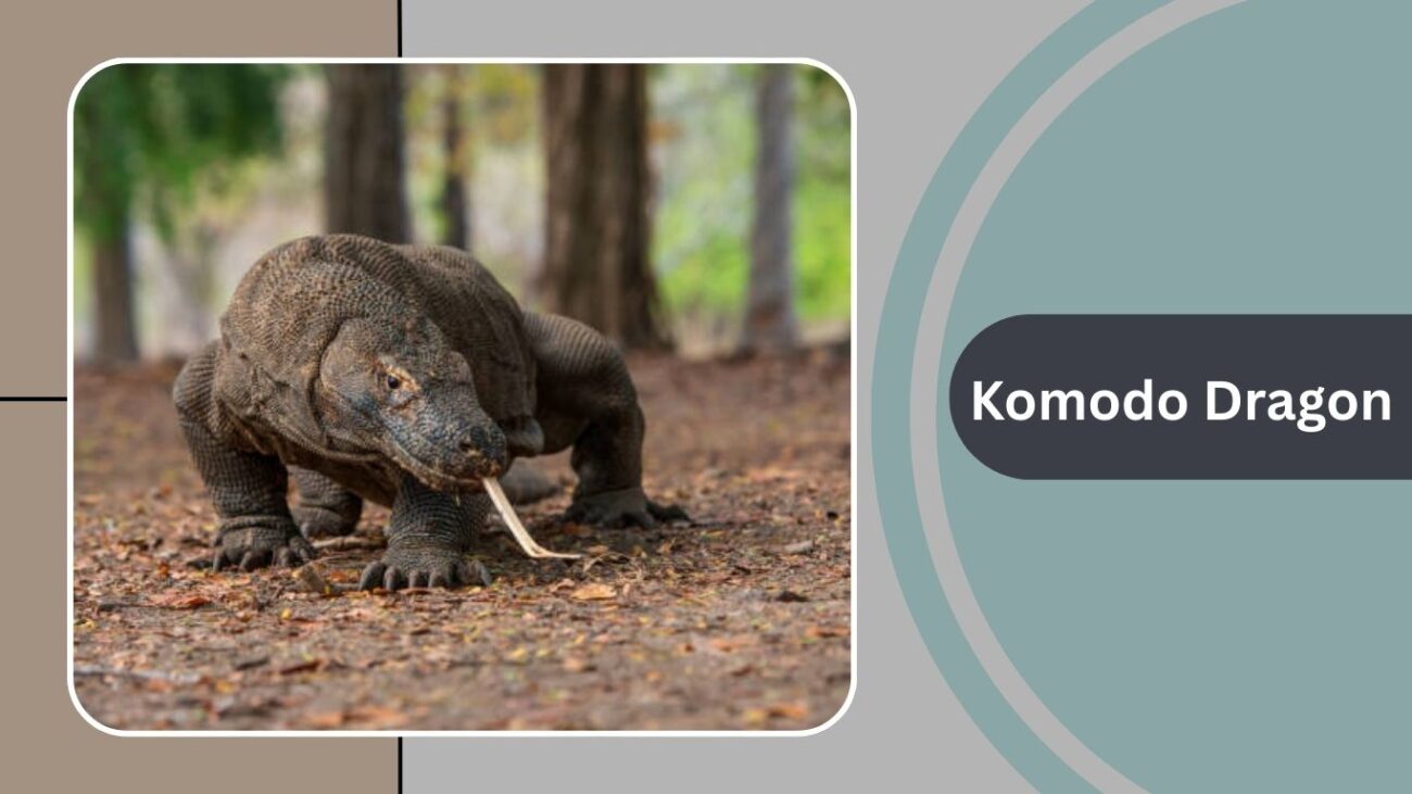 Komodo Dragon