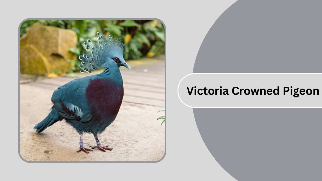 Victoria Crowned Pigeon