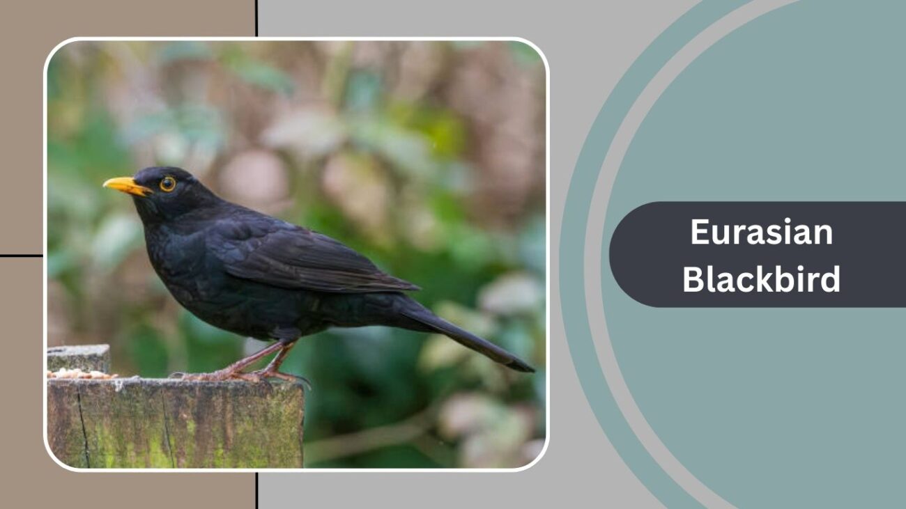 Eurasian Blackbird
