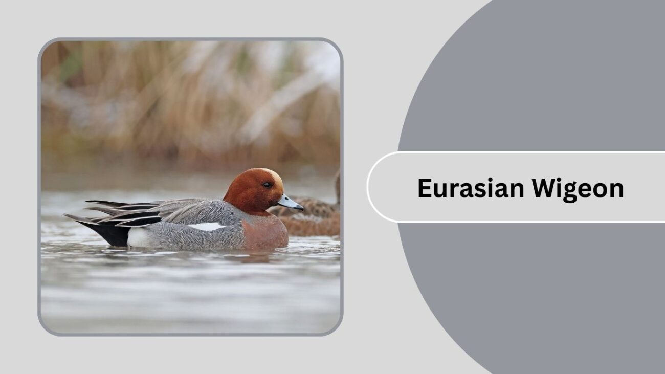 Eurasian Wigeon