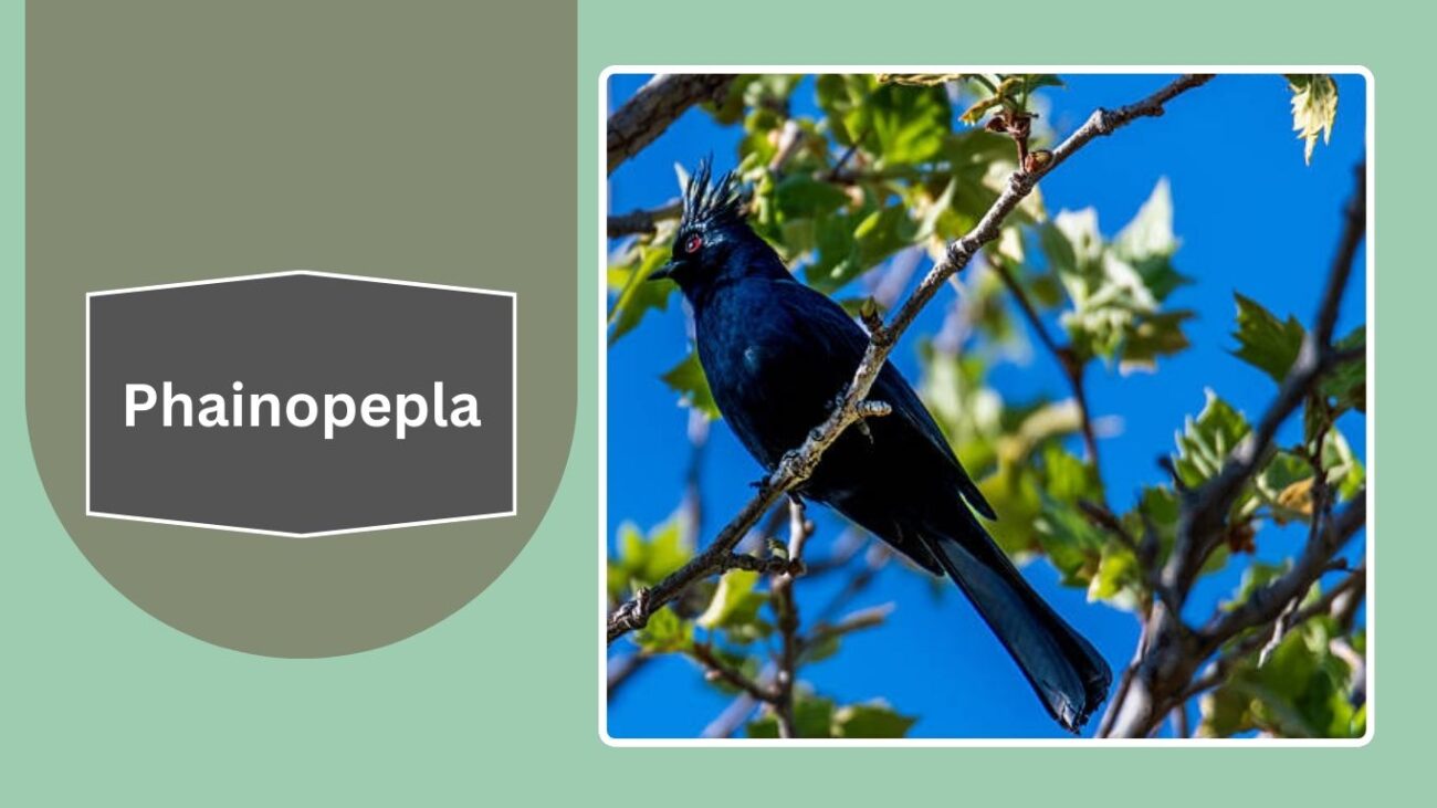 Phainopepla