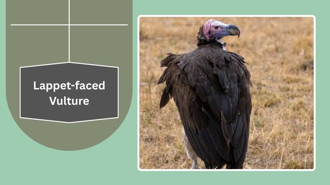Lappet-faced Vulture
