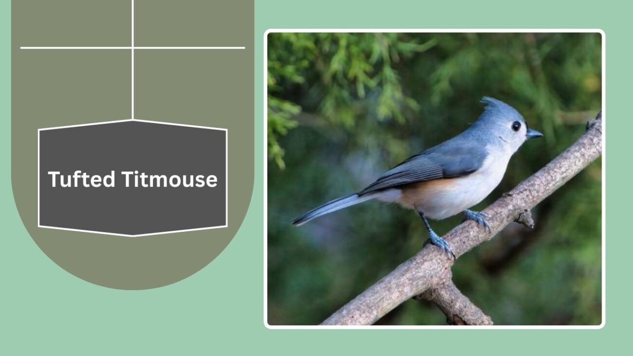 Tufted Titmouse