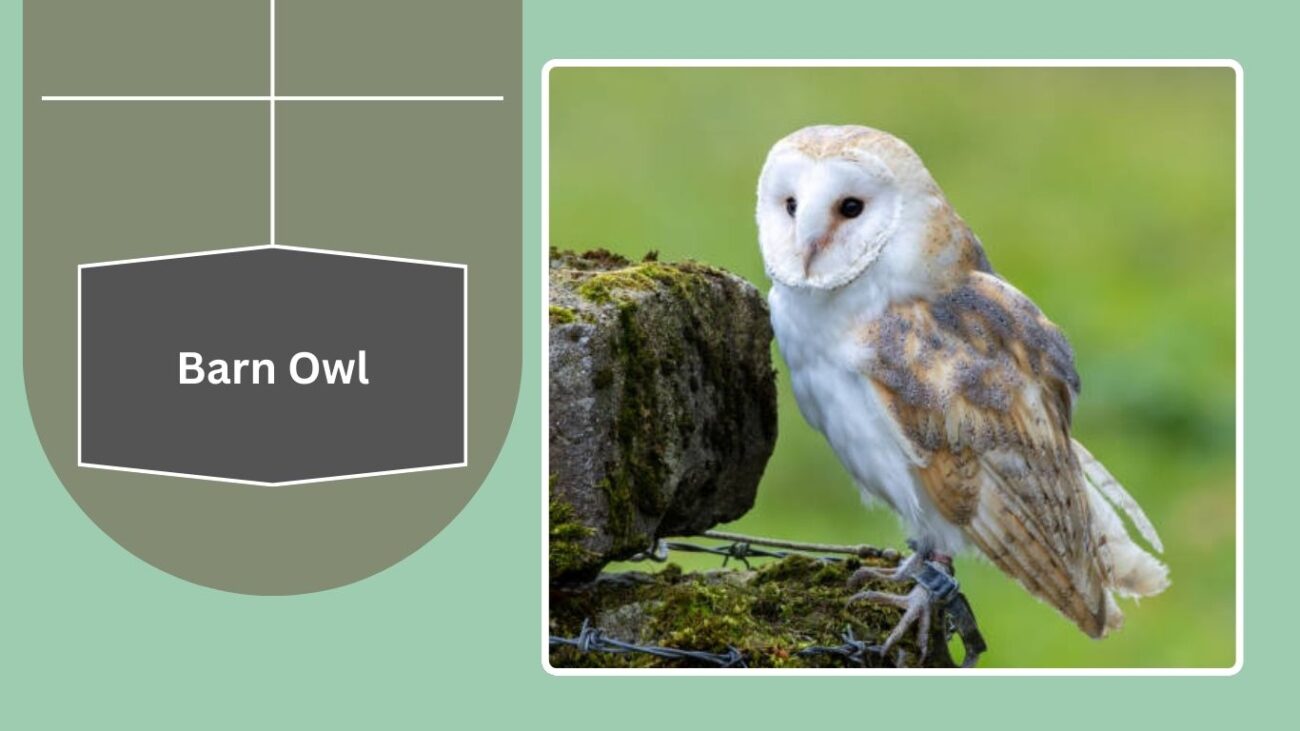 Barn Owl