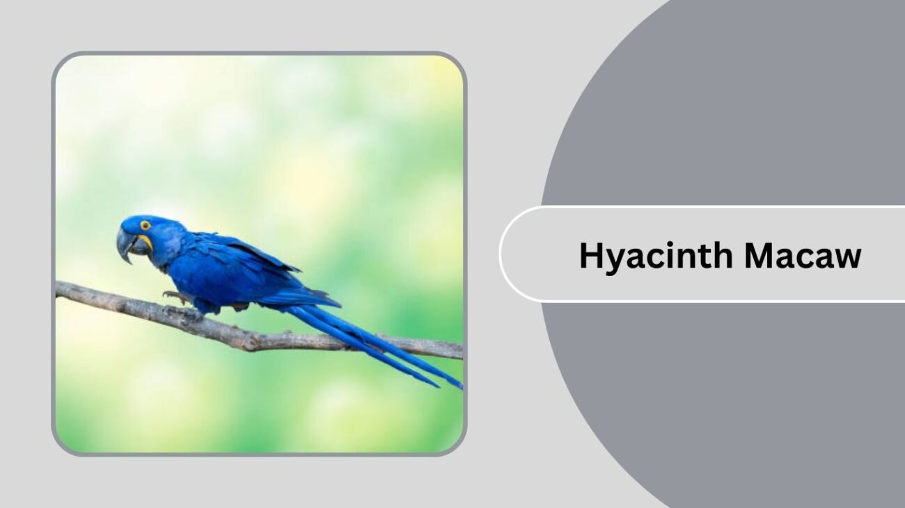 Hyacinth Macaw