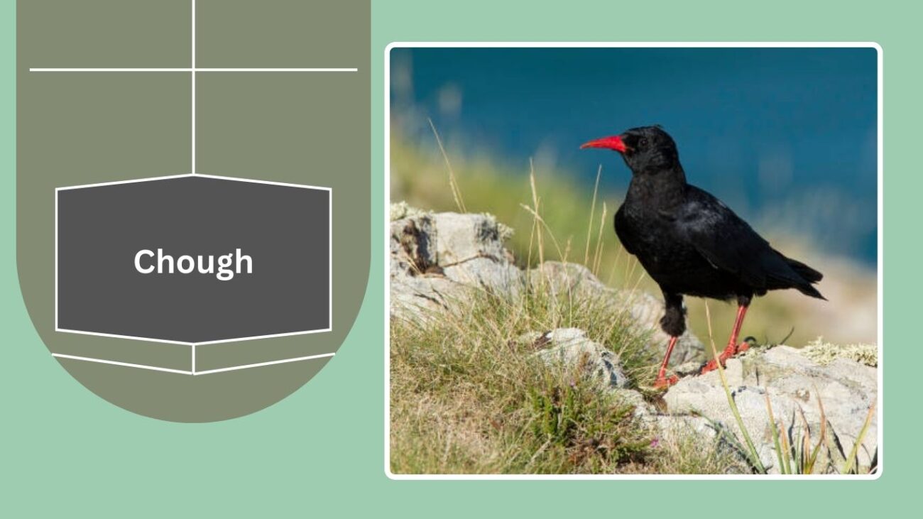 Chough