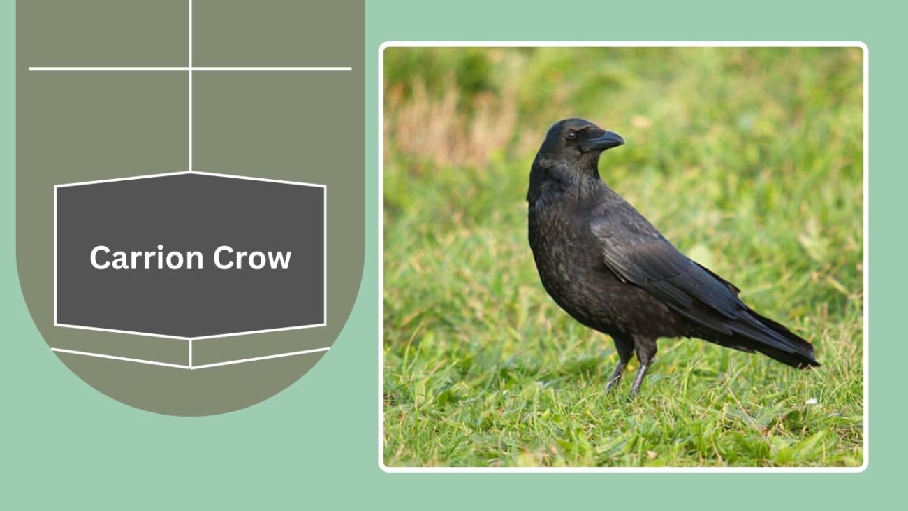 Carrion Crow