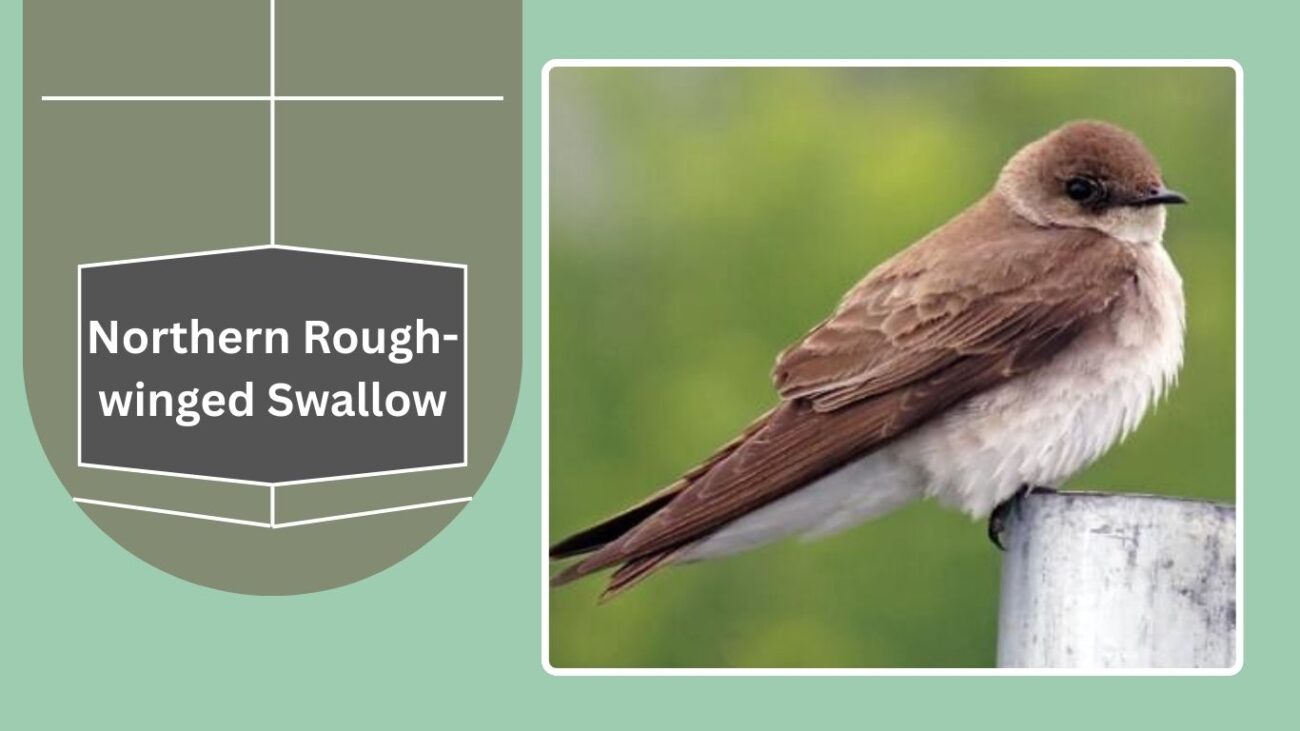 Northern Rough-winged Swallow
