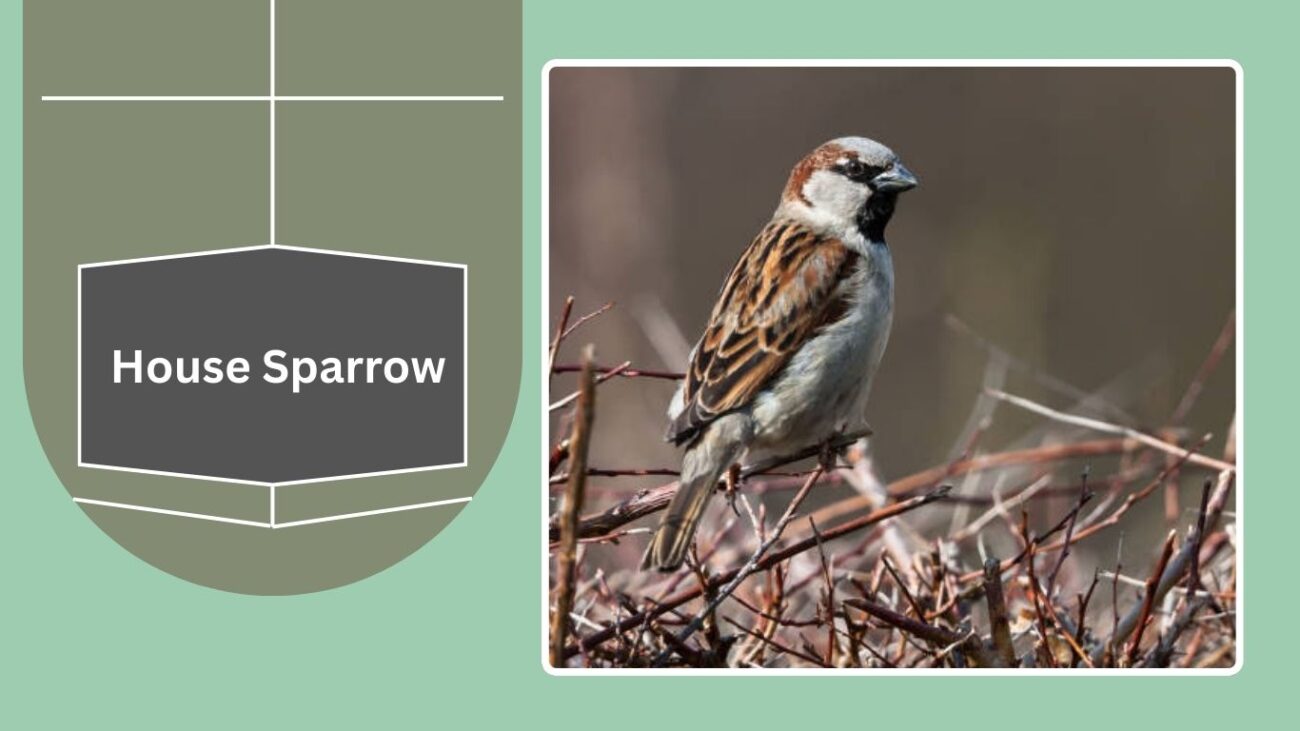 House Sparrow