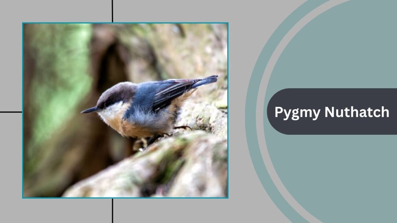 Pygmy Nuthatch
