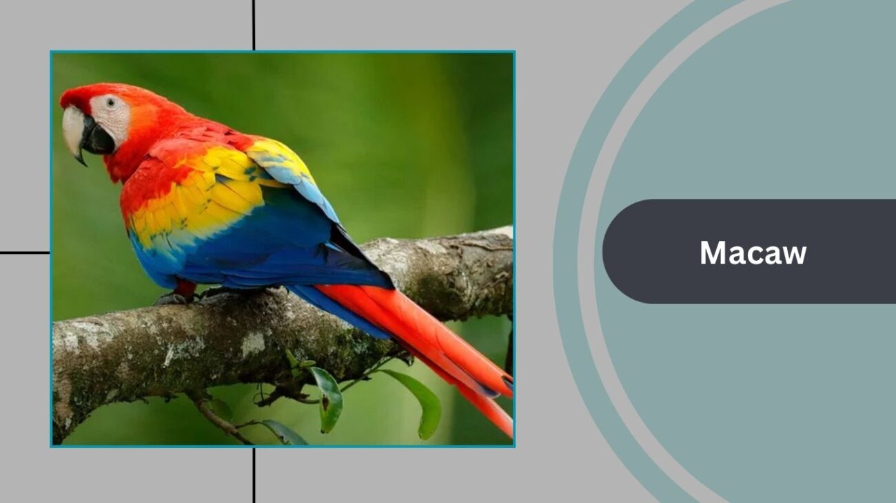 Macaw