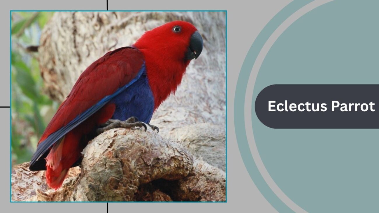 Eclectus Parrot