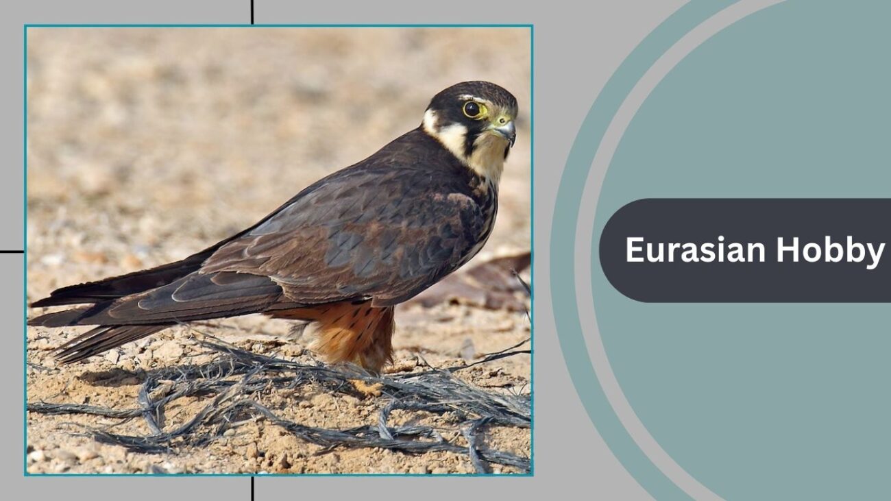 Eurasian Hobby