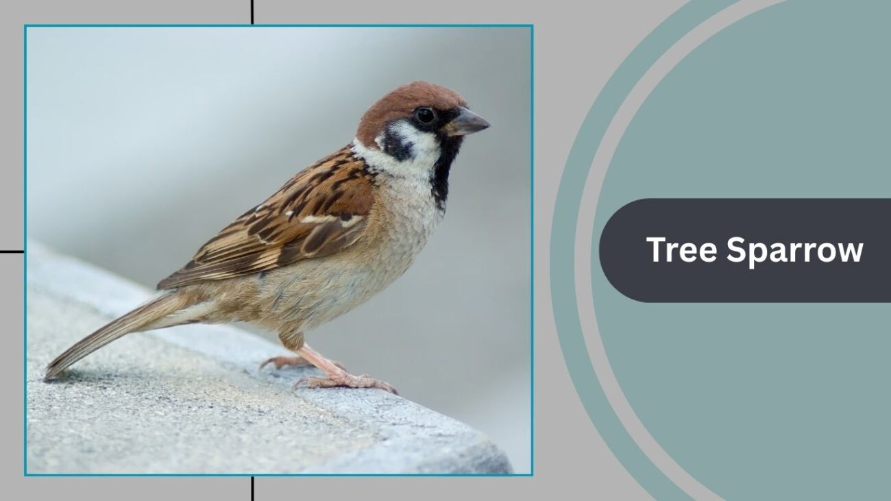 Tree Sparrow