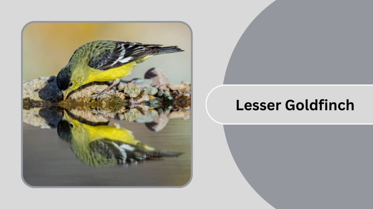 Lesser Goldfinch