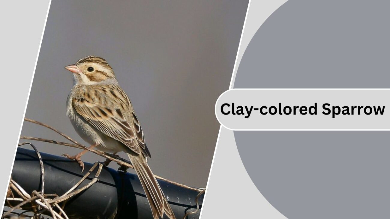 Clay-colored Sparrow