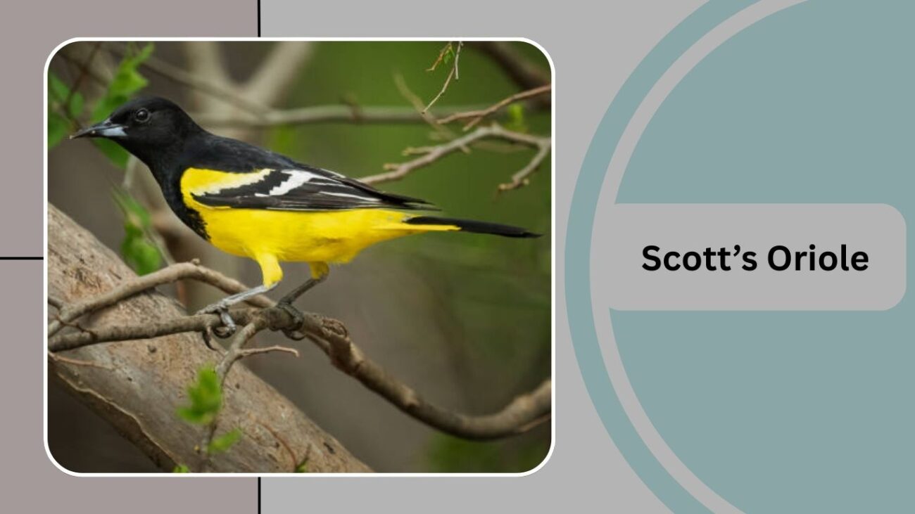 Scott’s Oriole