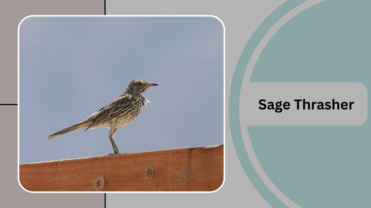 Sage Thrasher