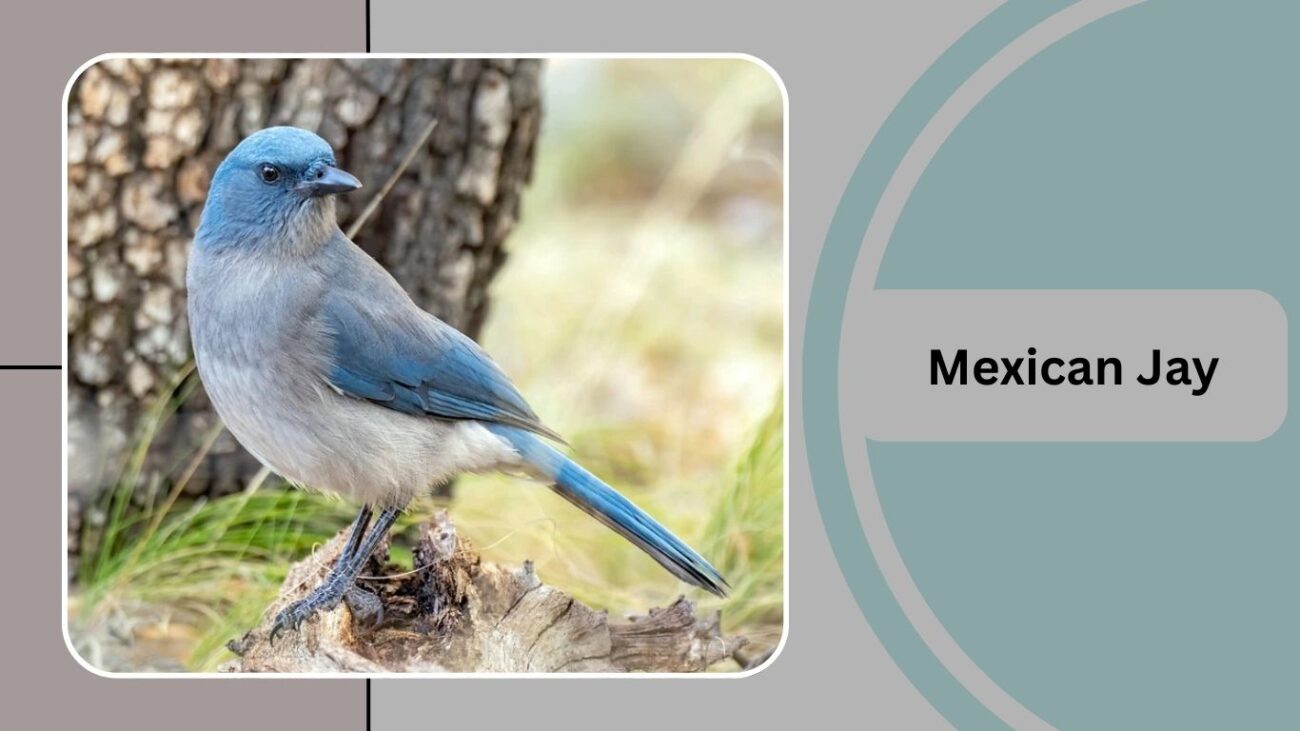 Mexican Jay