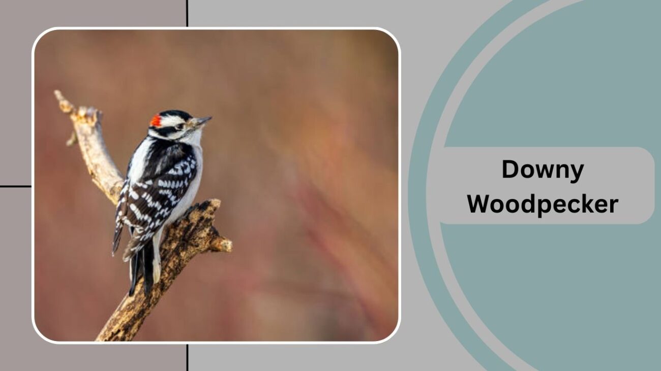 Downy Woodpecker