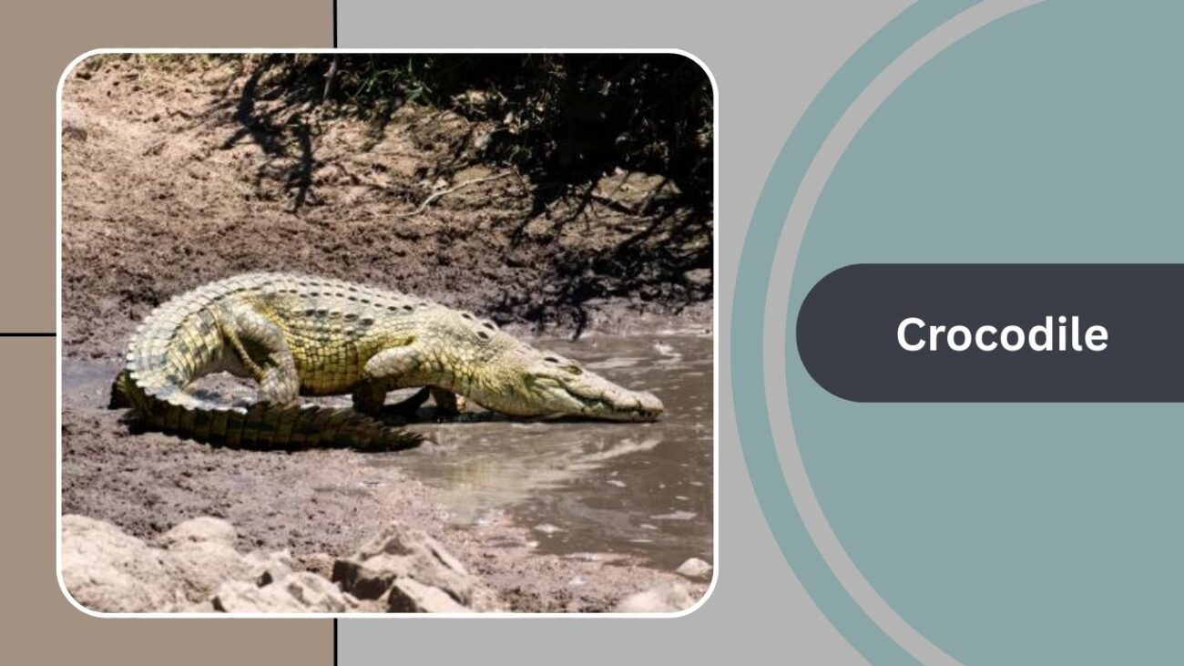 Crocodile