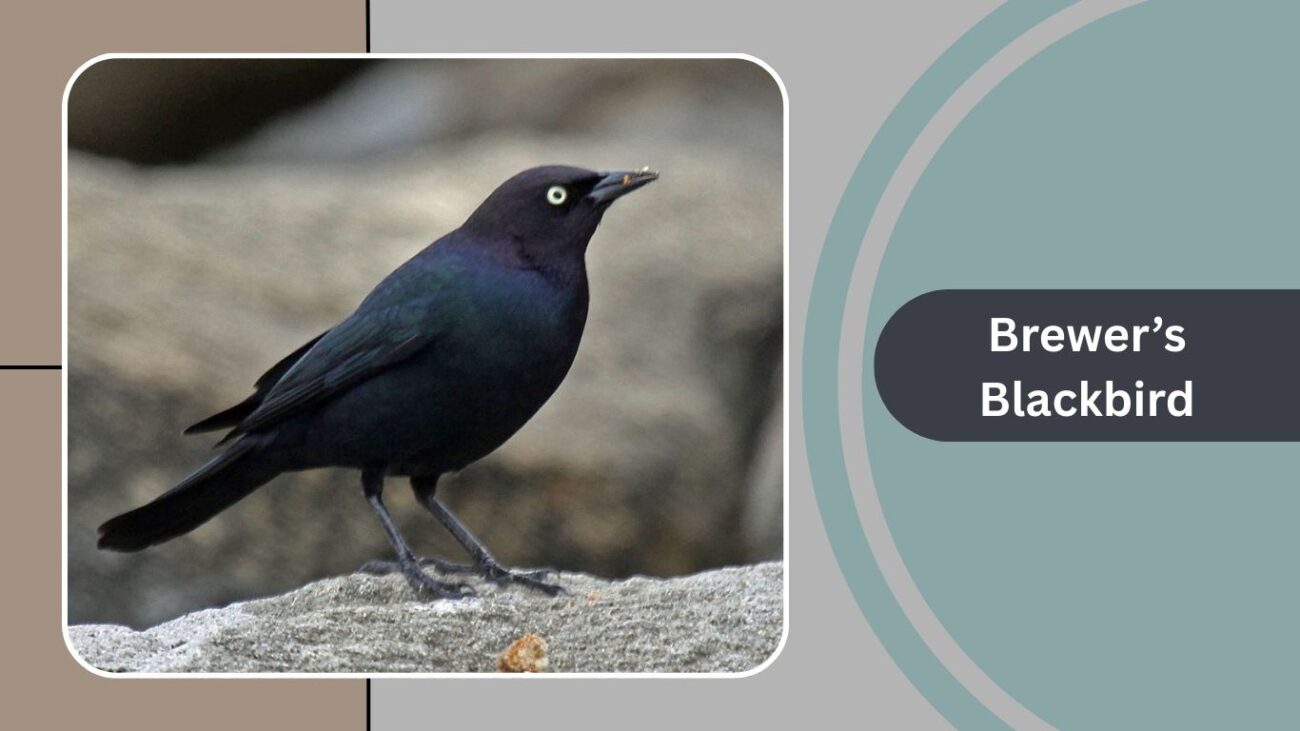 Brewer’s Blackbird