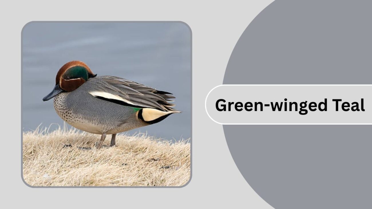 Green-winged Teal
