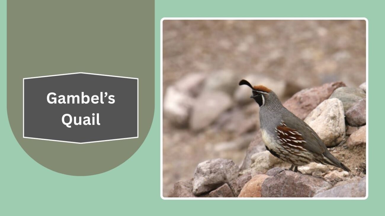 Gambel’s Quail