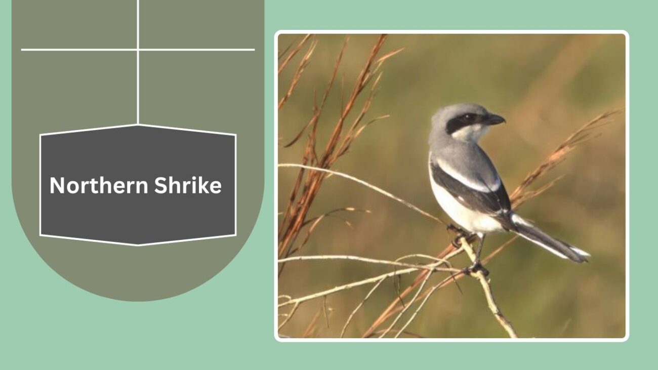 Northern Shrike