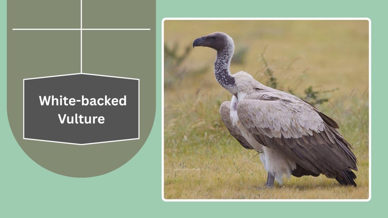 White-backed Vulture