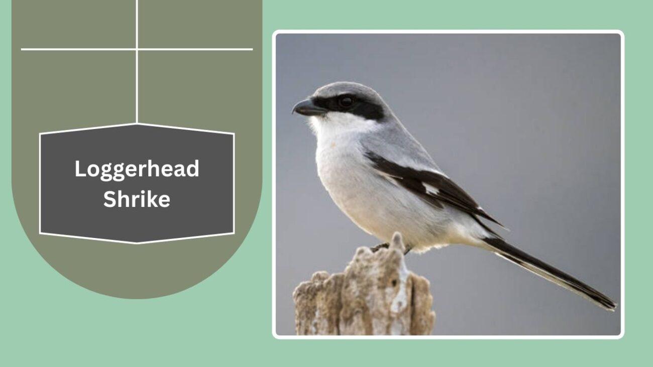 Loggerhead Shrike