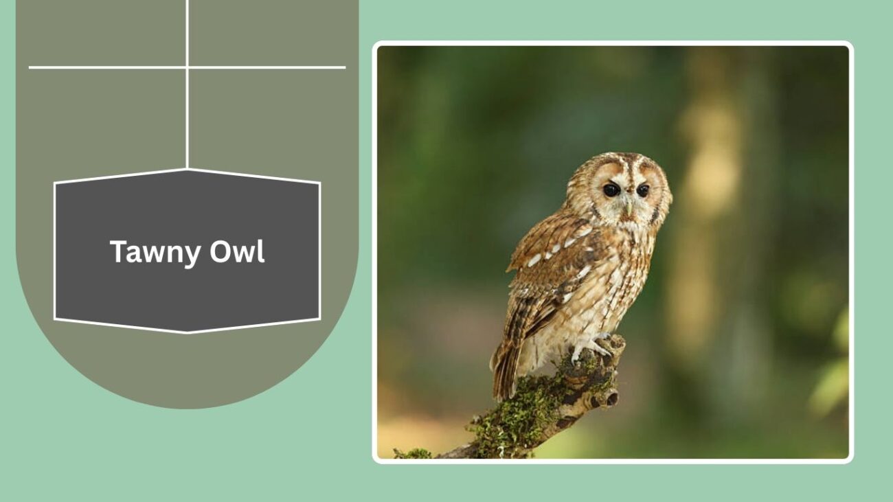 Tawny Owl