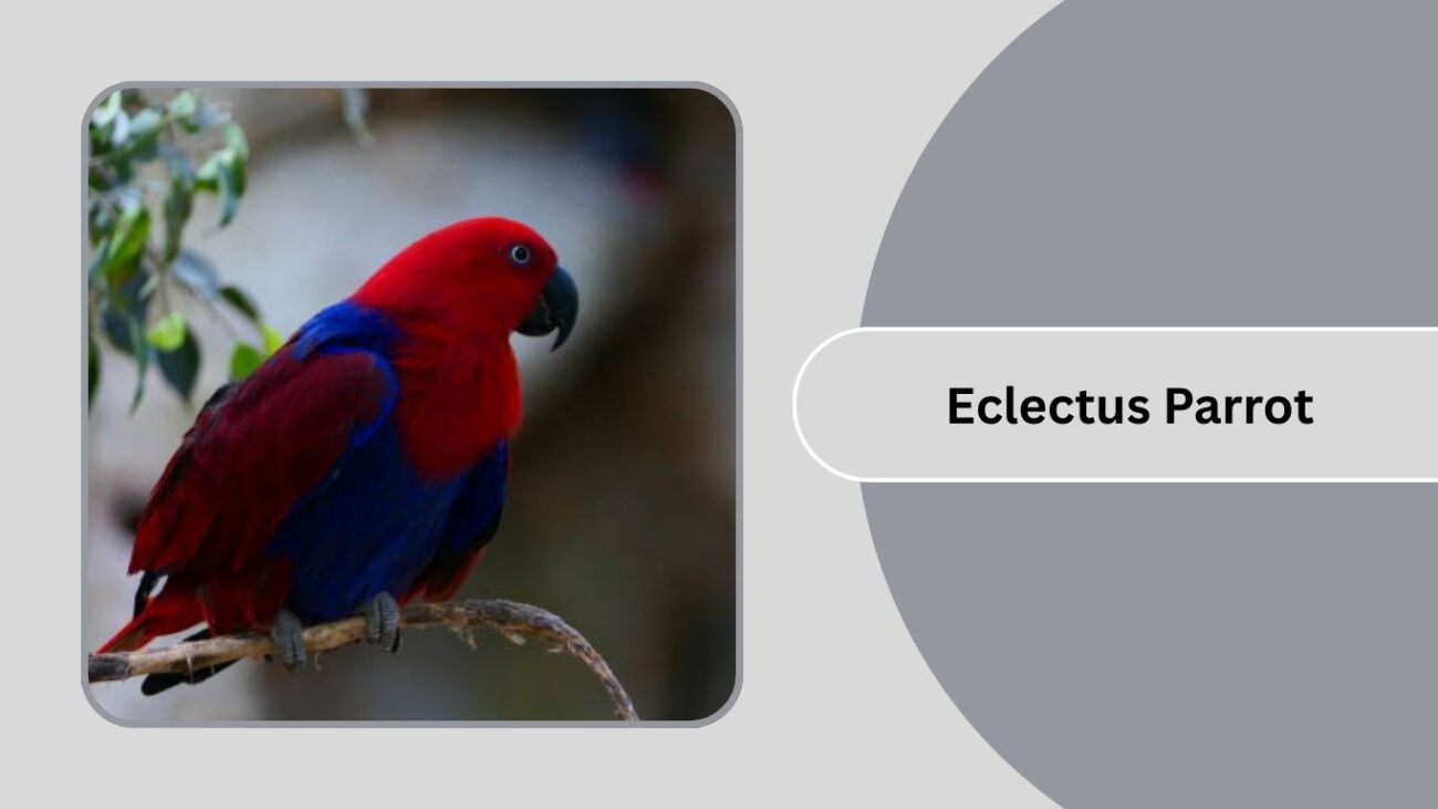 Eclectus Parrot