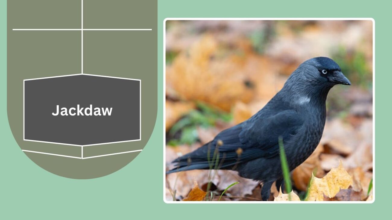 Jackdaw
