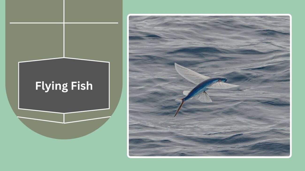 Flying Fish