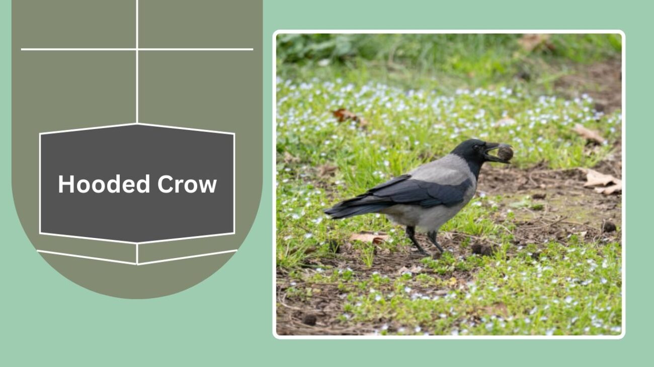 Hooded Crow