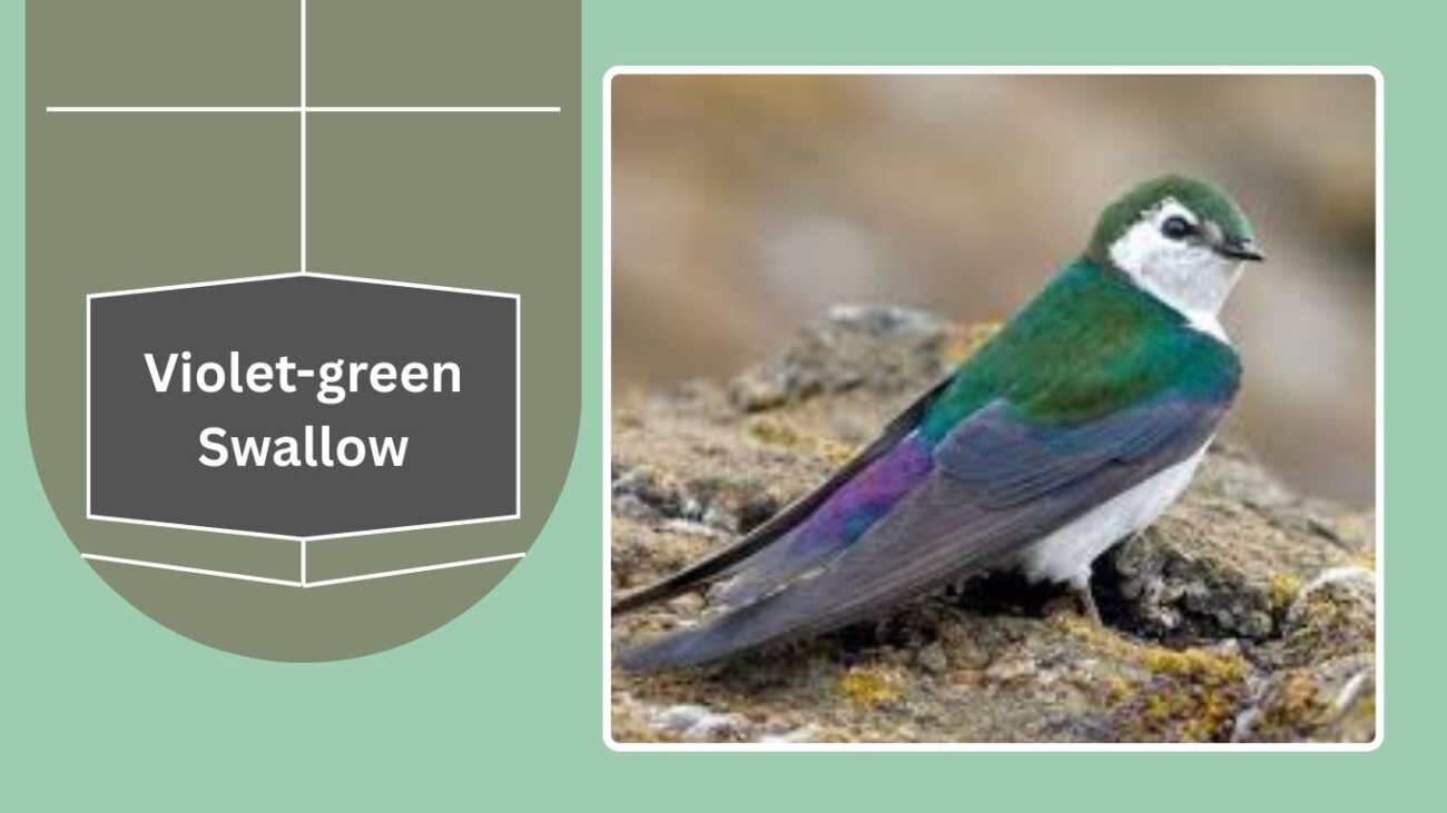 Violet-green Swallow