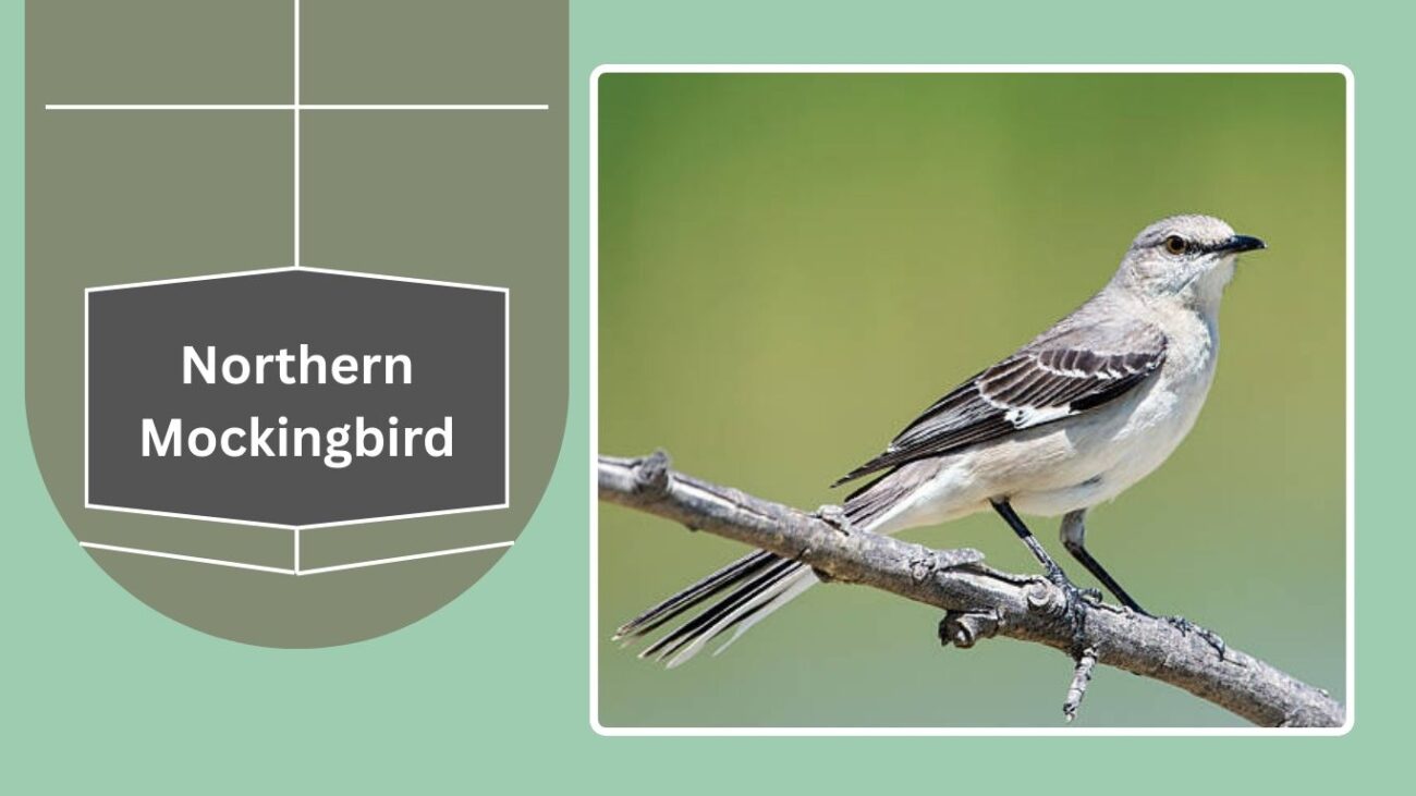 Northern Mockingbird