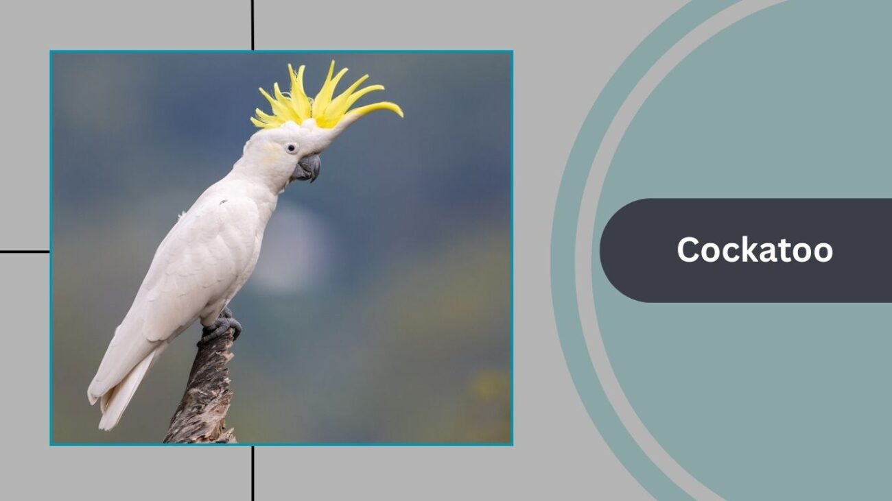 Cockatoo