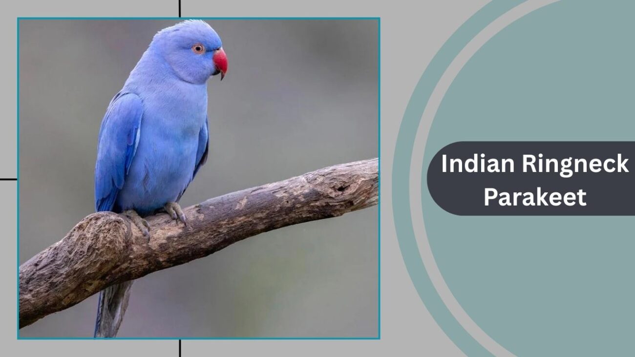 Indian Ringneck Parakeet
