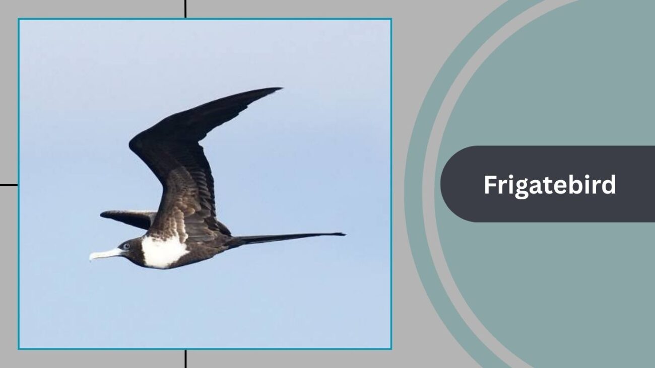 Frigatebird