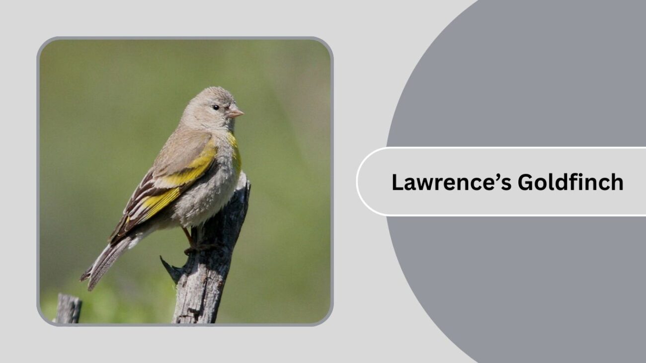 Lawrence’s Goldfinch