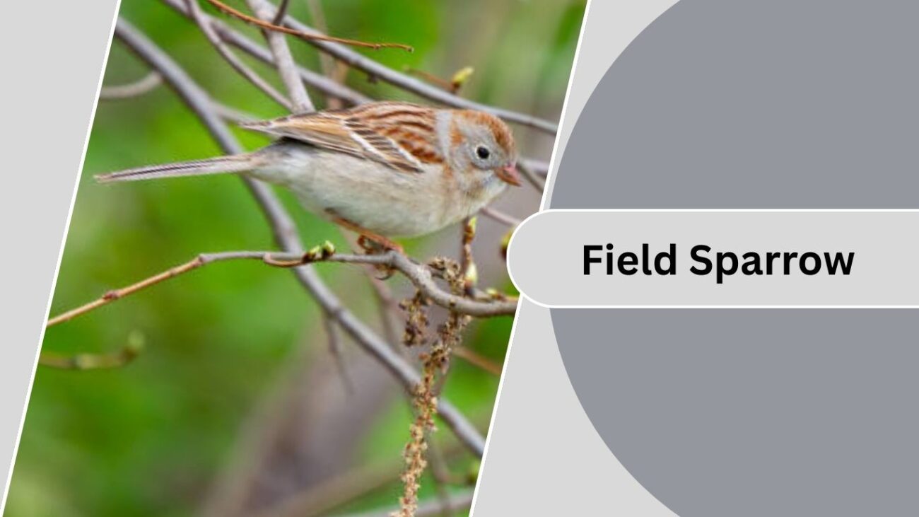 Field Sparrow
