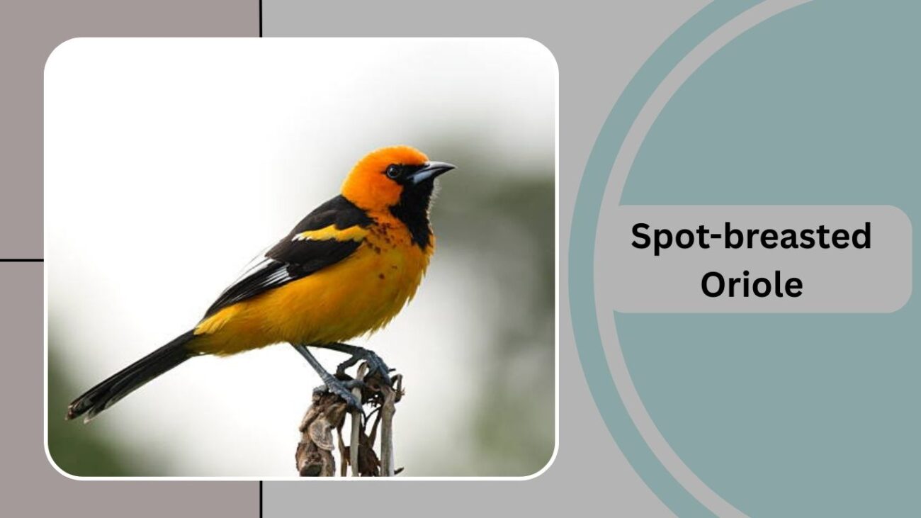 Spot-breasted Oriole