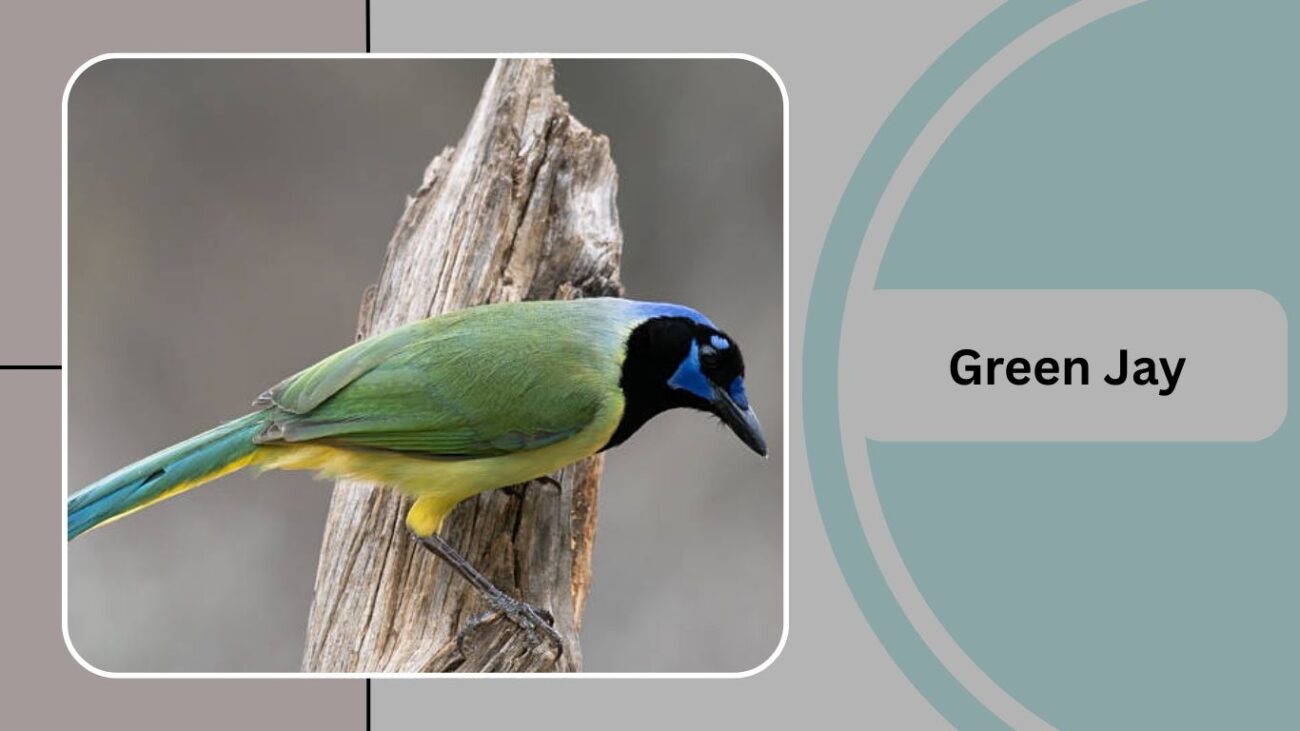 Green Jay