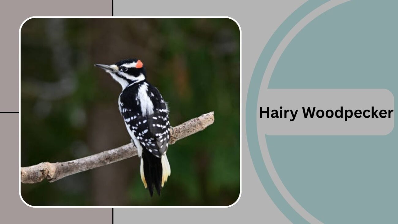 Hairy Woodpecker