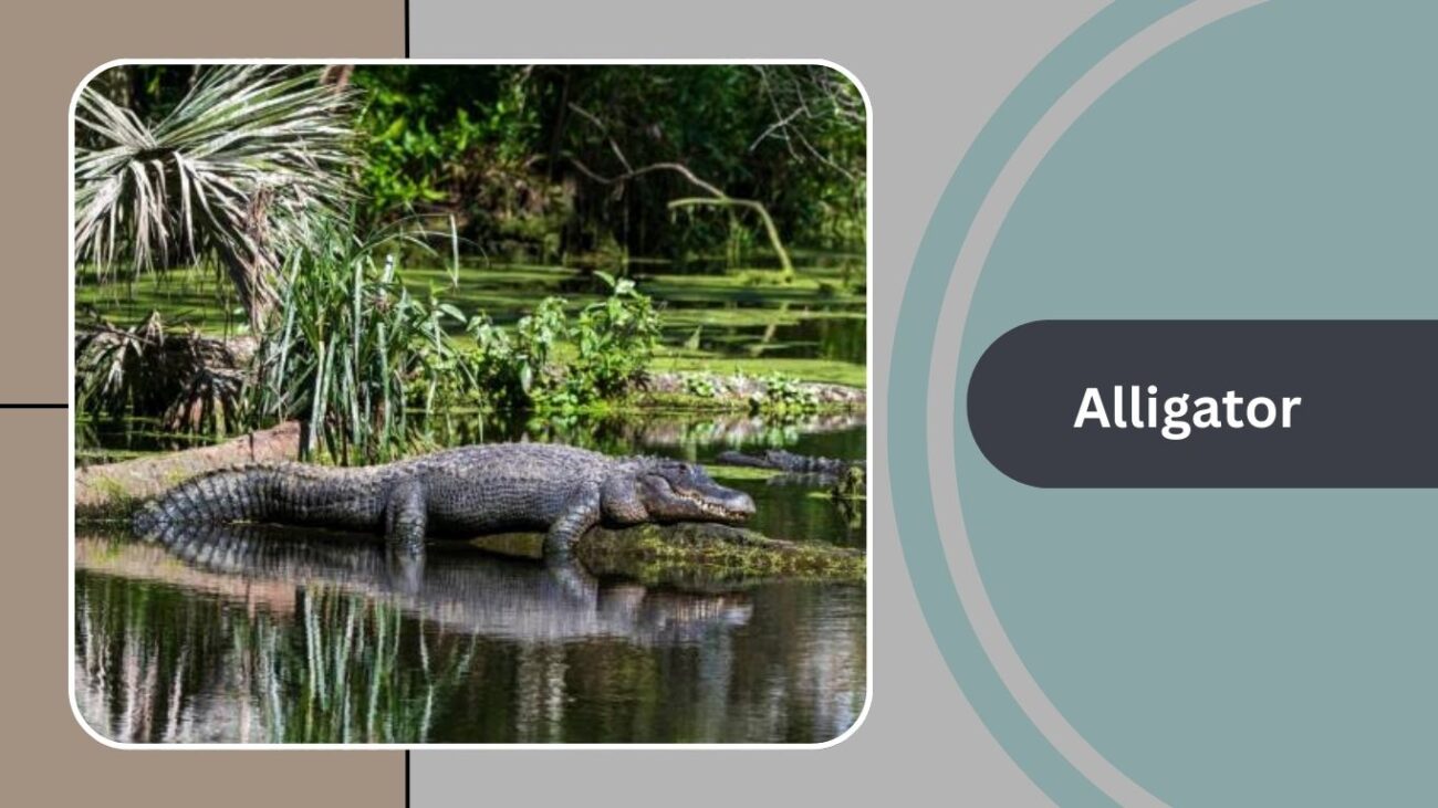 Alligator